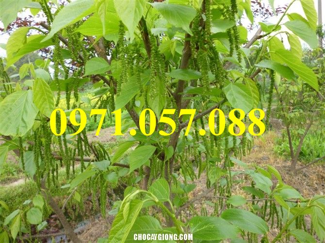 GIỐNG CÂY DÂU DÀI ĐÀI LOAN